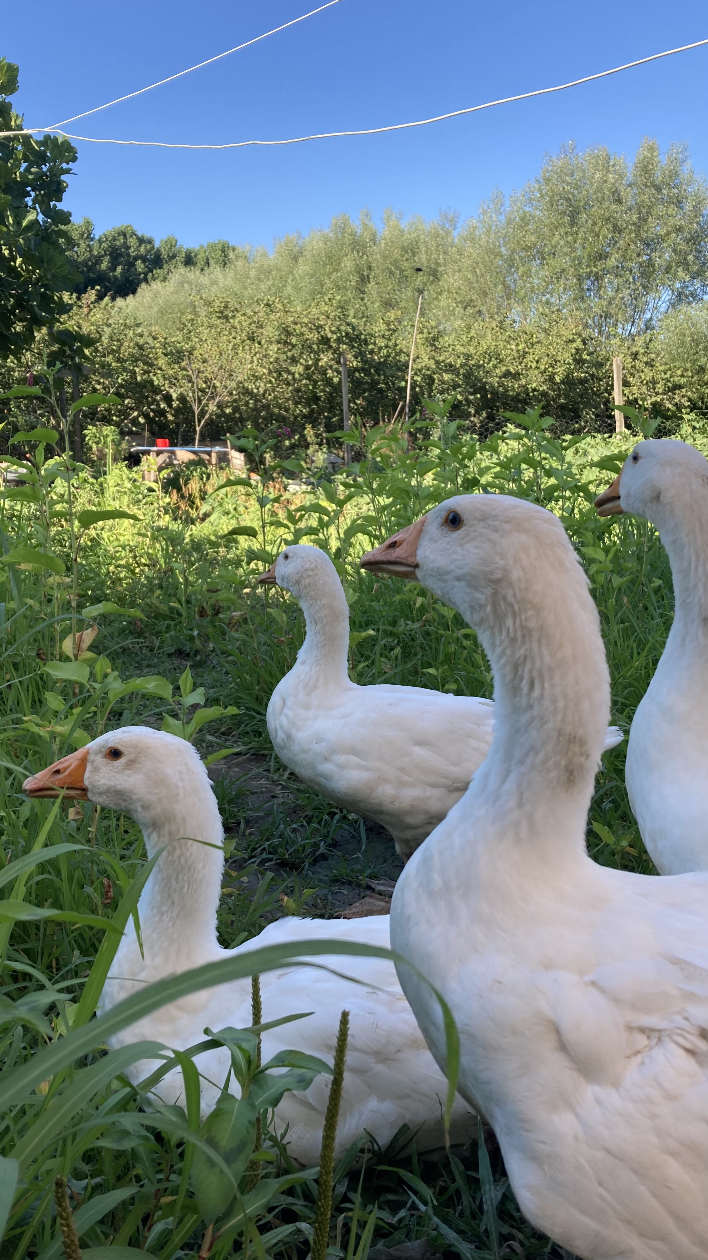 Kavlağan Kaz Çiftliği