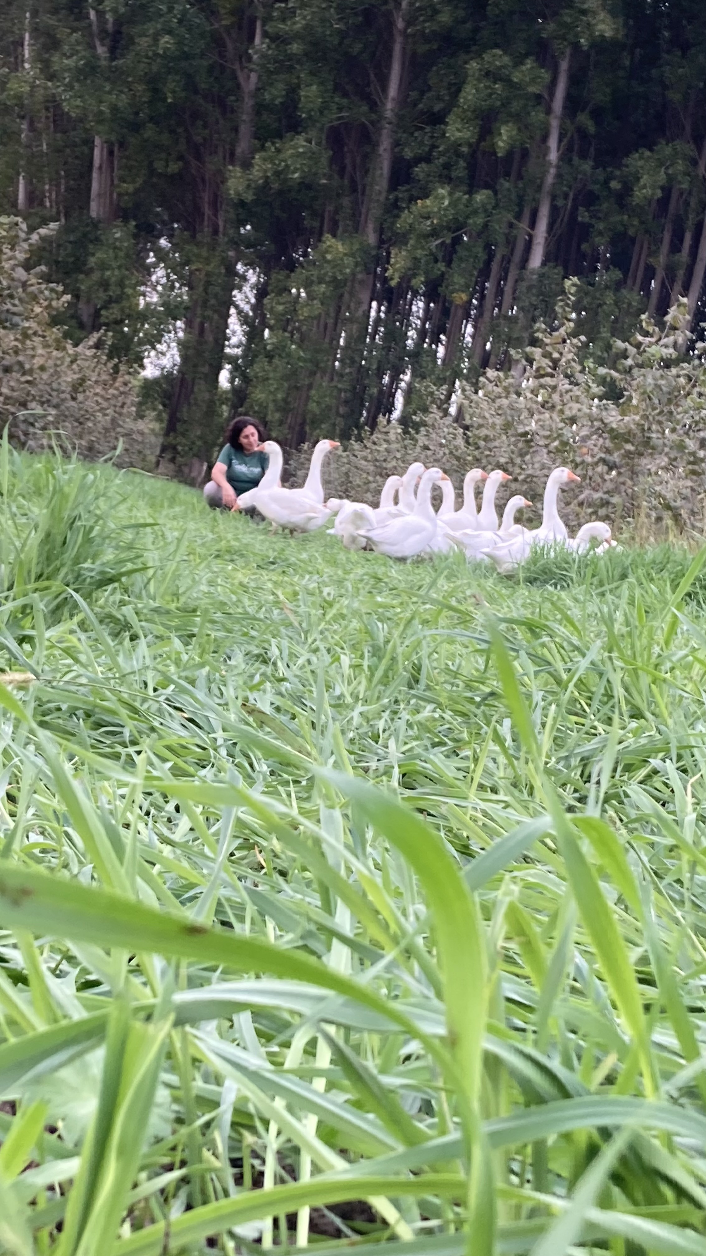 Filiz - Kavlağan Kaz Çiftliği Kurucusu